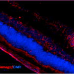 8-Hydroxyguanosine | DNA/RNA oxidative damage (clone 15A3) in the group Antibodies Human Cell Biology / Oxidative stress at Agrisera AB (Antibodies for research) (AS10 708-25)